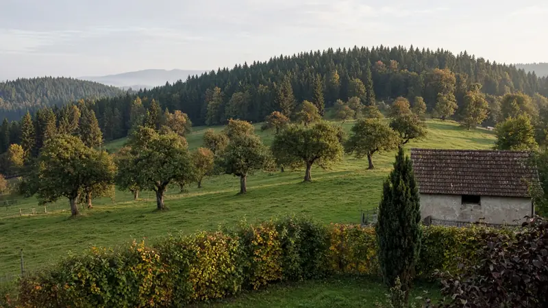 Weide mit alten Hochstamm-Obstbäumen, Tannenwald im Hintergrund und Gartenhecke im Vordergrund